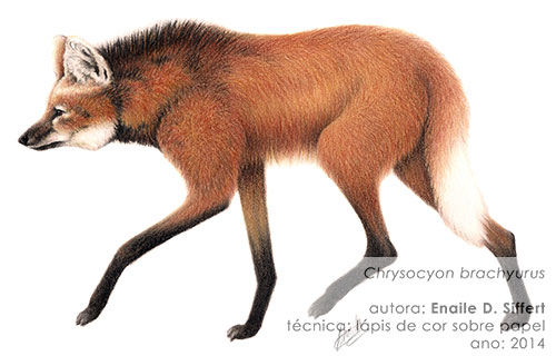 ilustração lobo-guará de Enaile Siffert