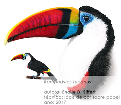 ilustração tucano de Enaile Siffert